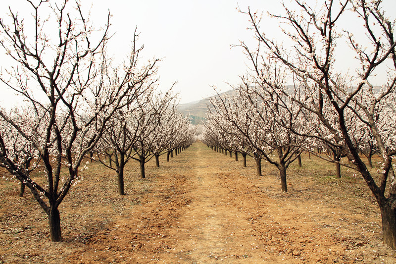 兰田杏花 049_副本.jpg