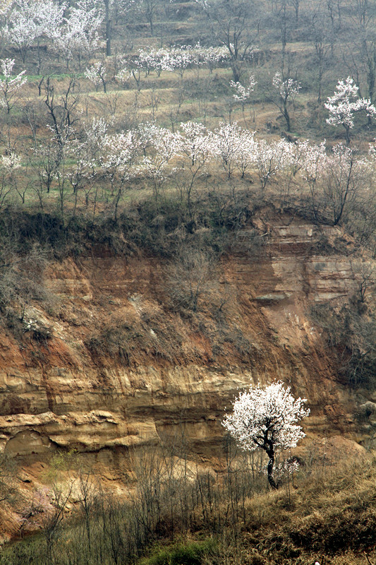 兰田杏花 052_副本.jpg