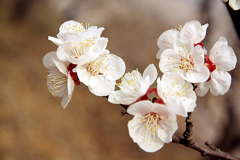 兰田杏花 066_副本.jpg