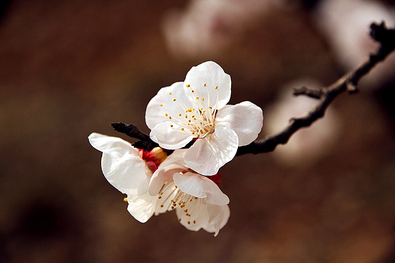 兰田杏花 069_副本.jpg