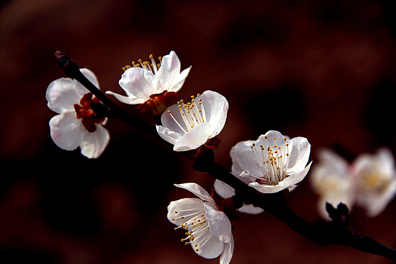 兰田杏花 073_副本.jpg