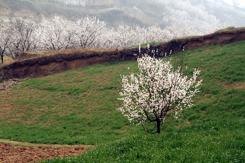 兰田杏花 101_副本.jpg