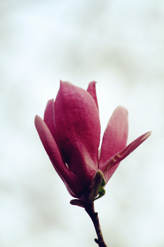 兰田杏花 106_副本.jpg