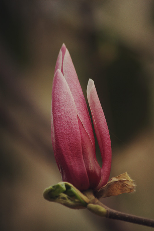 兰田杏花 105_副本.jpg