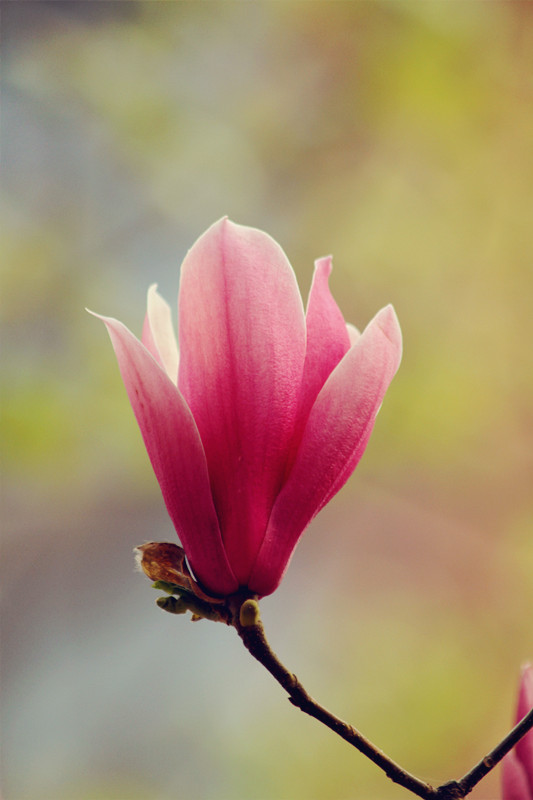 兰田杏花 111_副本.jpg