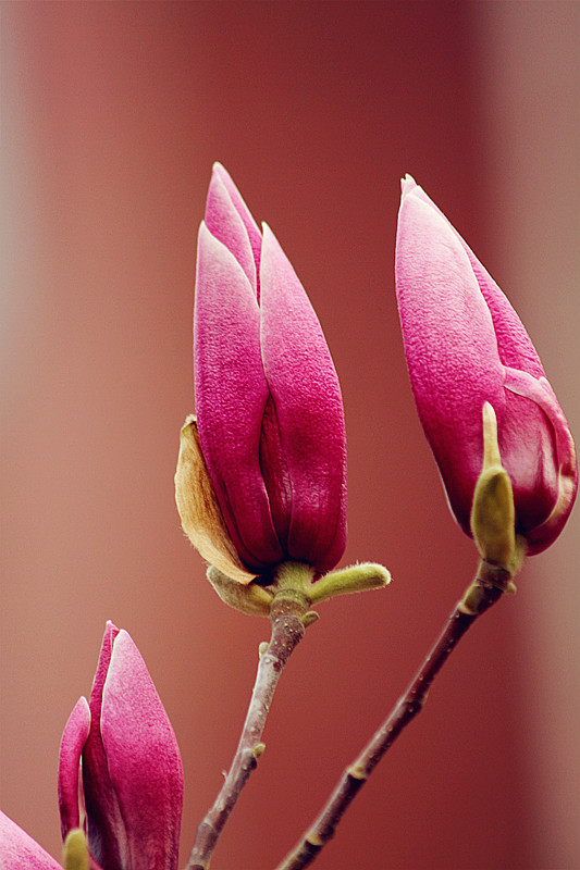 兰田杏花 113_副本.jpg