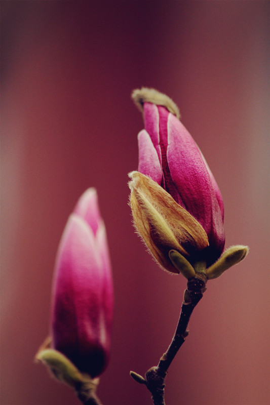 兰田杏花 114_副本.jpg