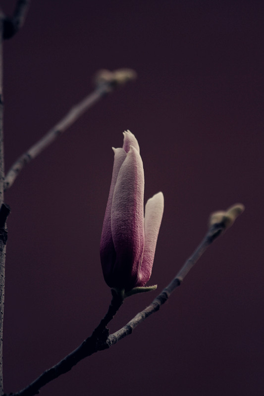 兰田杏花 119_副本.jpg