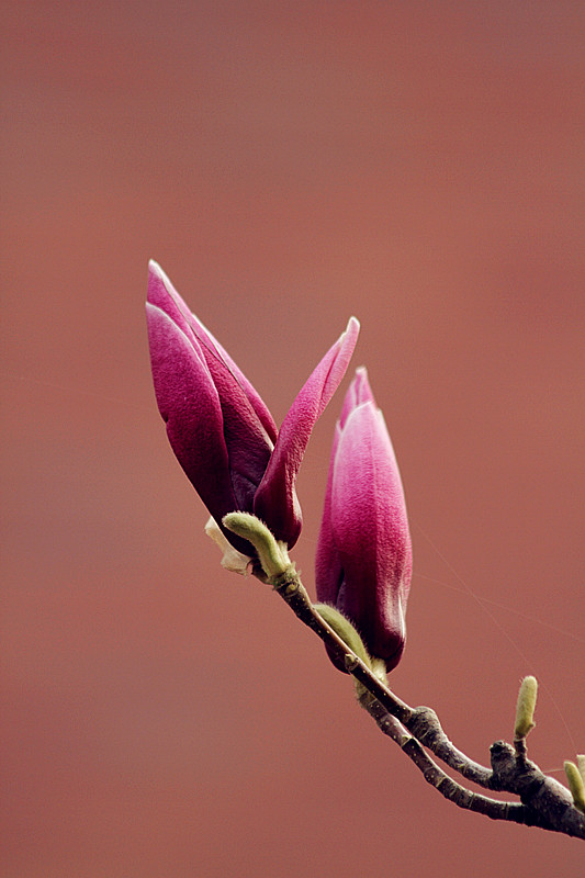 兰田杏花 122_副本.jpg