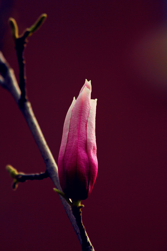 玉兰花 152_副本.jpg