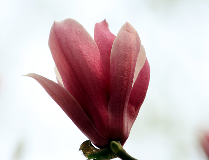 兰田杏花 104_副本.jpg