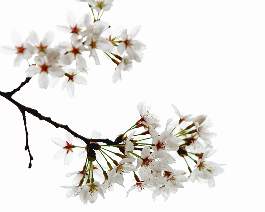 樱花广场 033.JPG