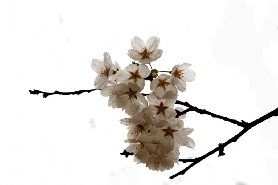 樱花广场 036.JPG