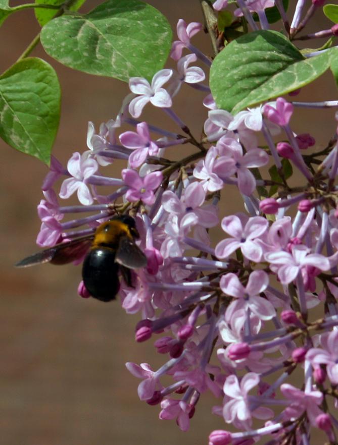 紫金花开香味迷人 (1).jpg
