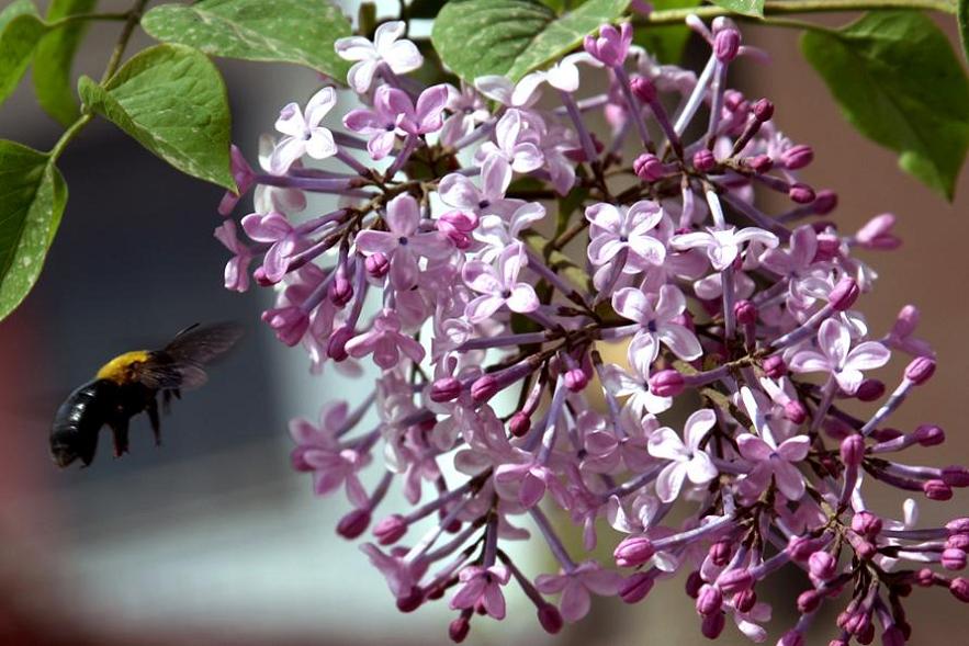 紫金花开香味迷人 (2).jpg