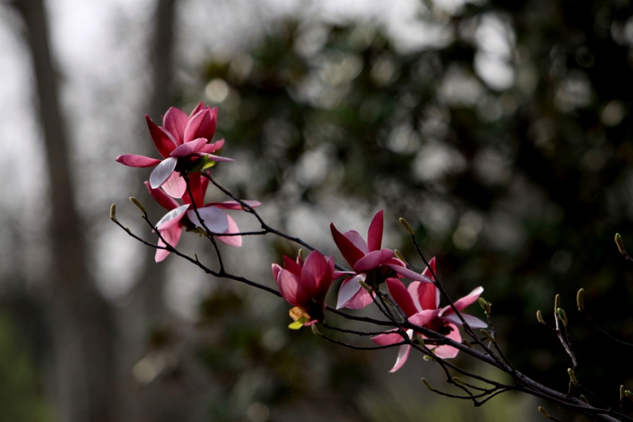 红玉兰6.jpg
