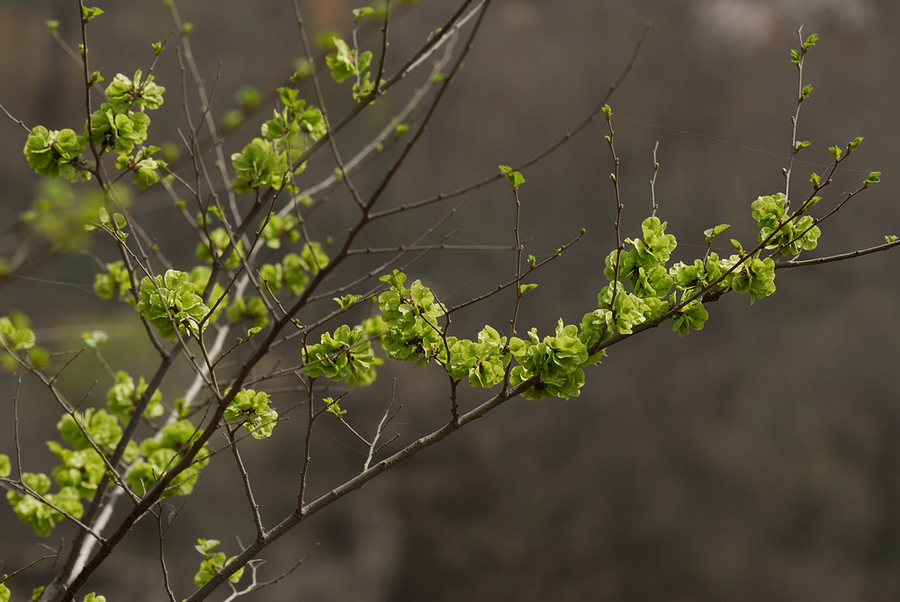 _DSC0076.jpg
