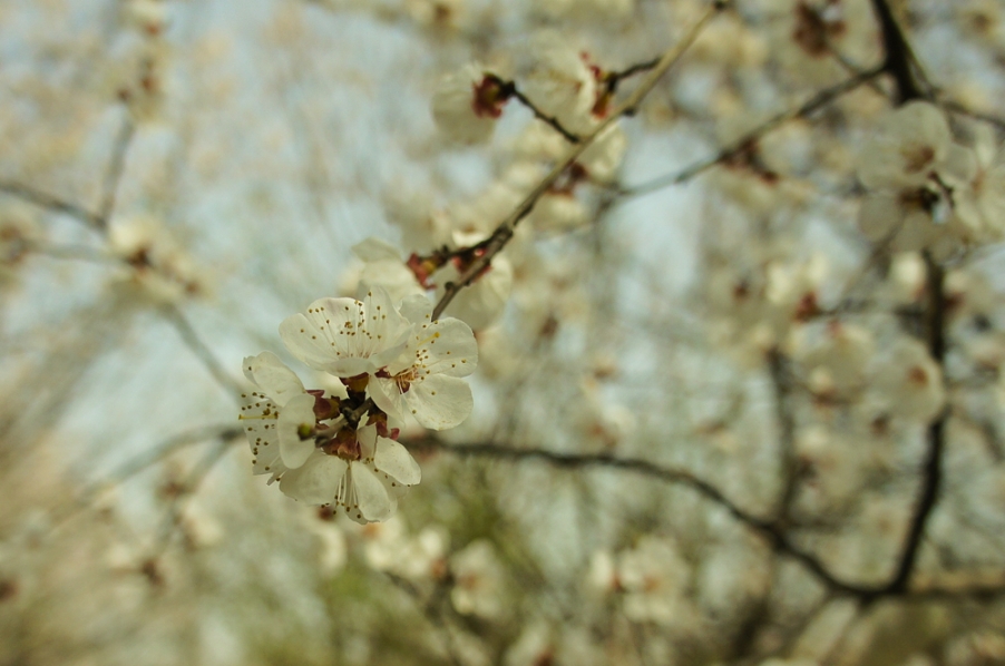 20130317-DSC04882.jpg