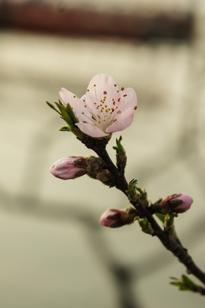 20130317-DSC04976.jpg
