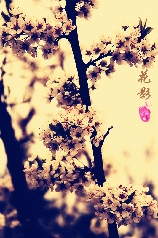 img_0685_副本_副本.jpg