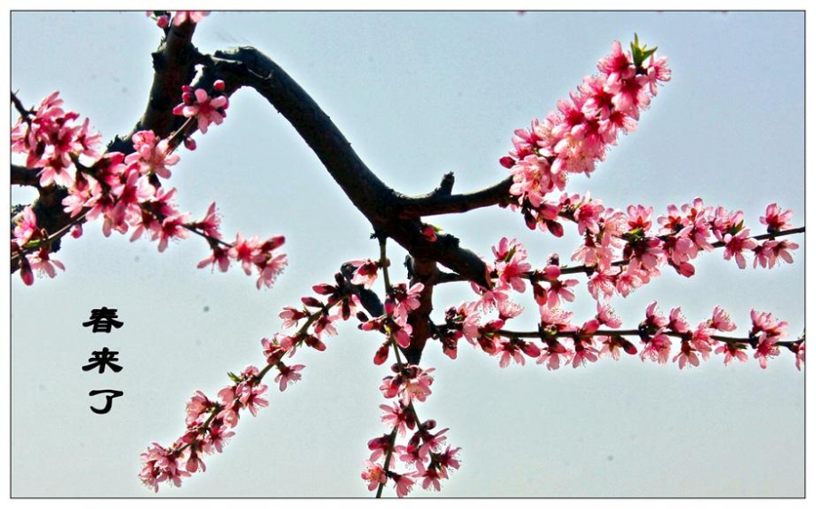 春来了,.jpg