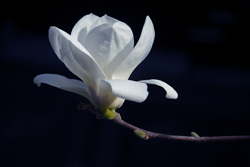 白 玉兰 (2).jpg