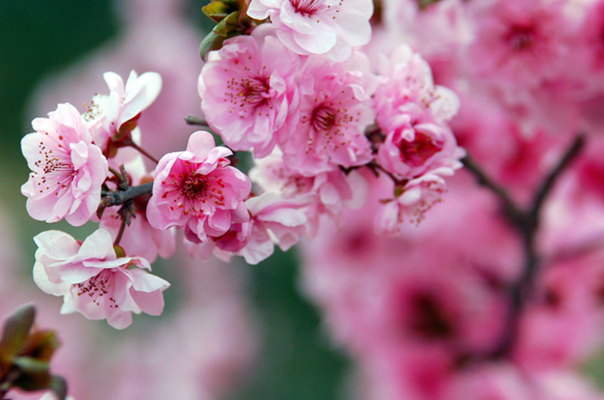 春回中原 (9).jpg