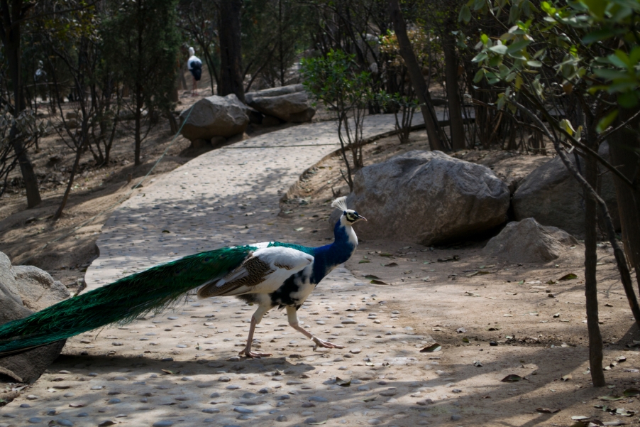 孔雀0055.jpg