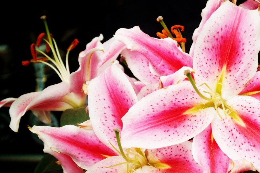 花.jpg