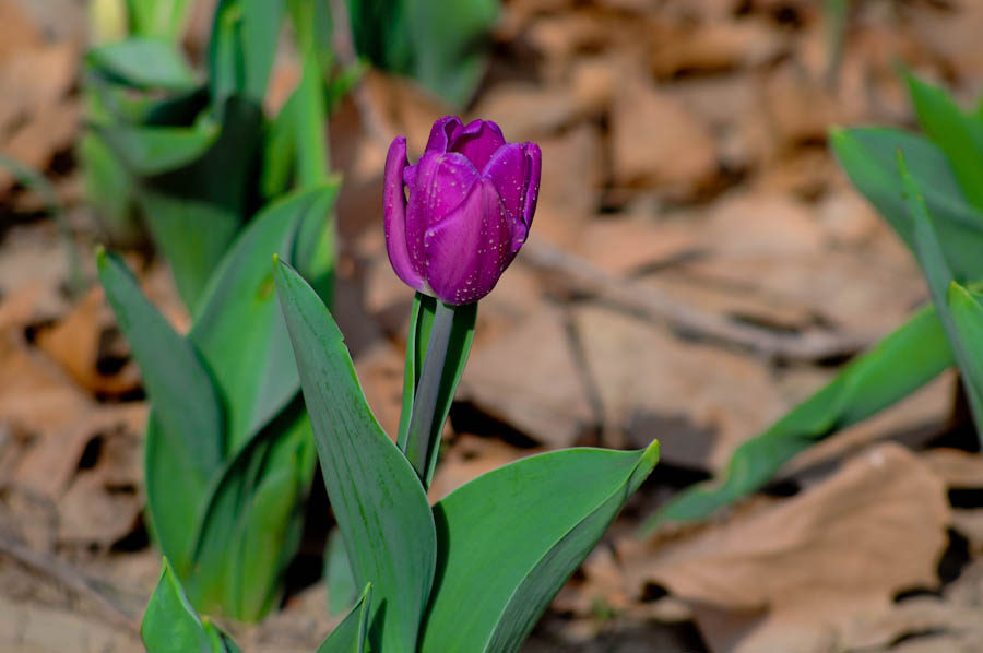 DSC_1008.jpg