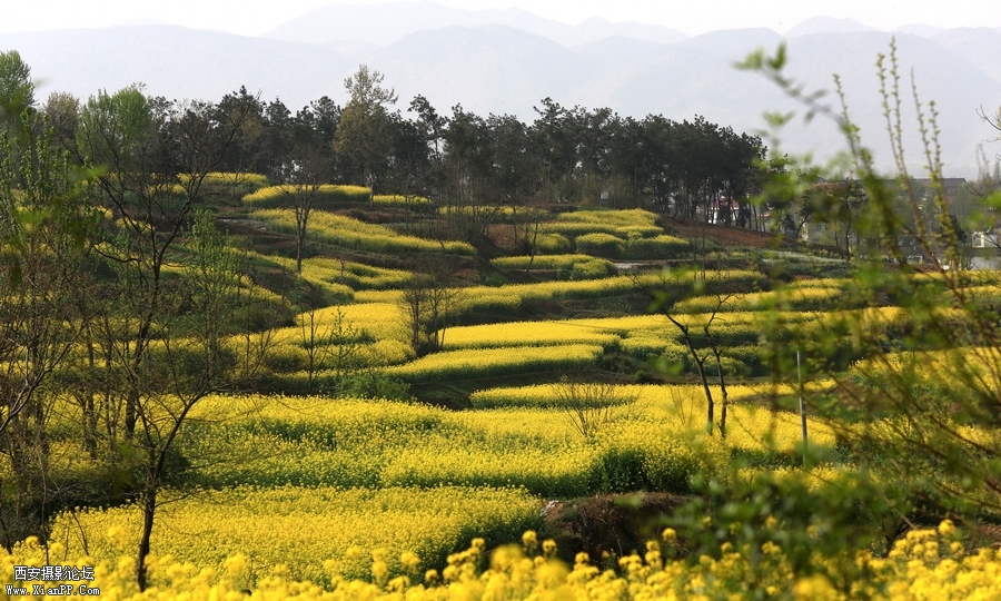 汉中油菜花 (6).jpg