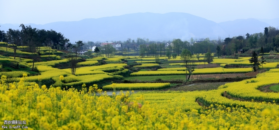 汉中油菜花 (20).jpg