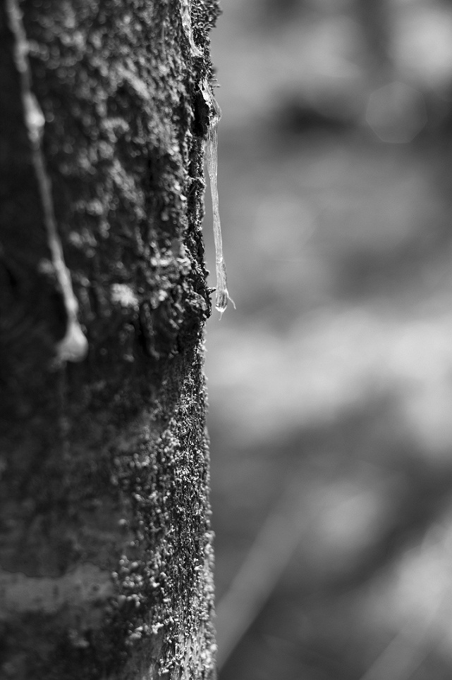 _DSC40151.JPG