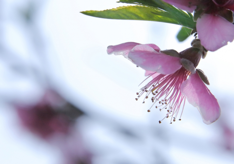 汉中油菜花025.jpg
