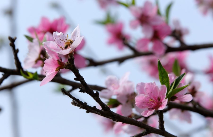 汉中油菜花029.jpg