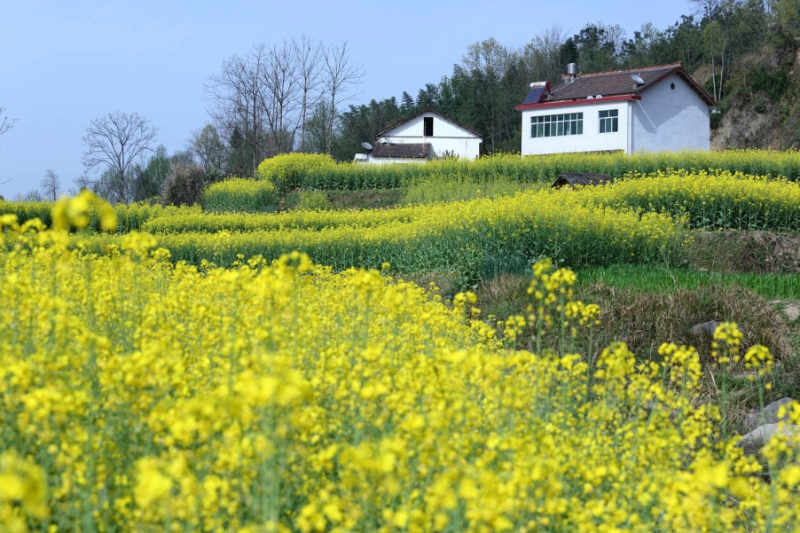 汉中油菜花056.jpg