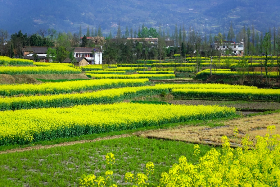 汉中油菜花076.jpg