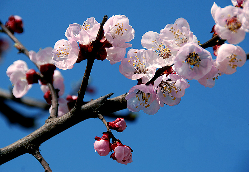 杏 花 (8).jpg