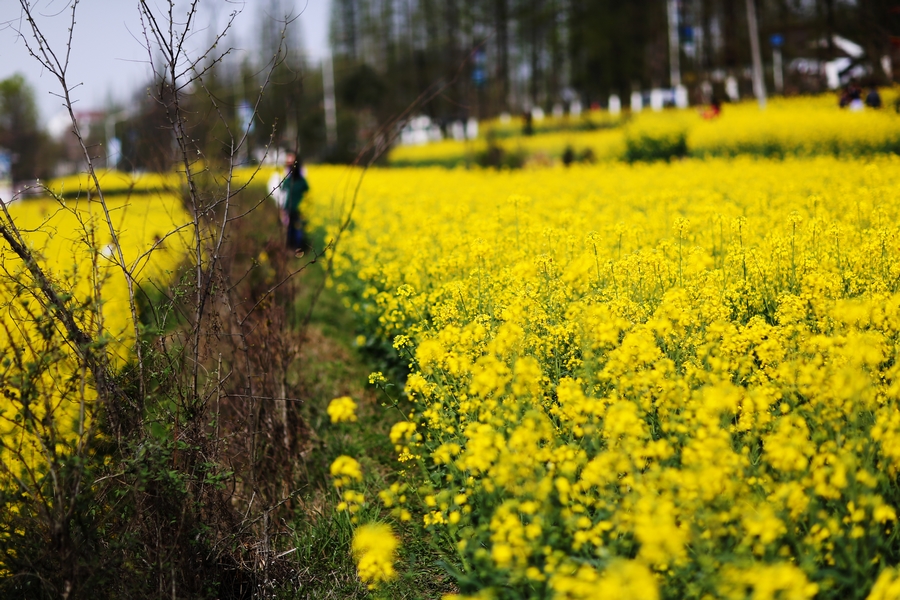 美丽油菜花