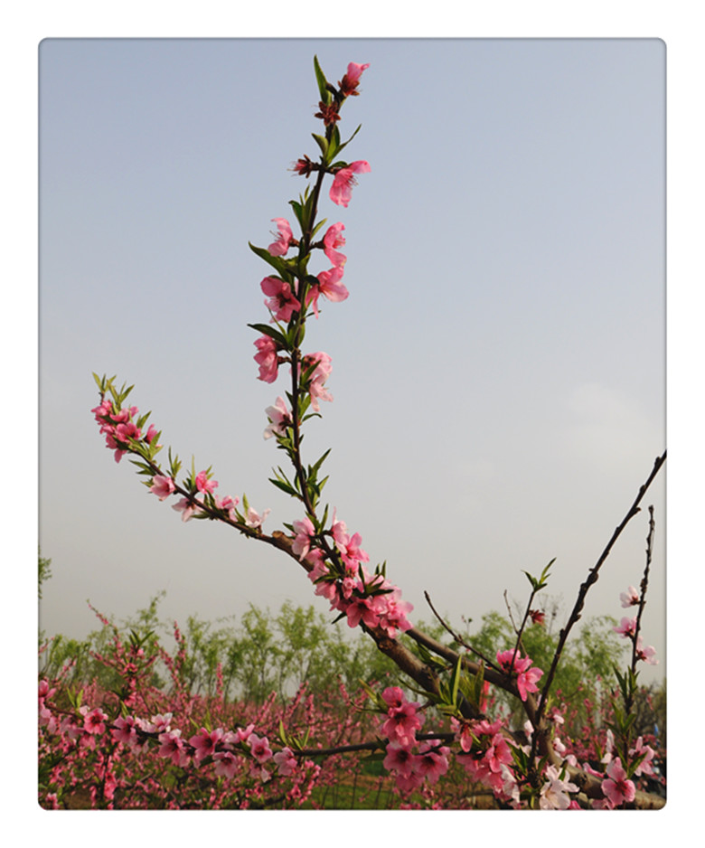 DSC_0031_副本.jpg