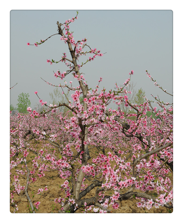 DSC_0131_副本.jpg