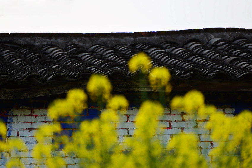 D600最近3月份拍摄 343.JPG