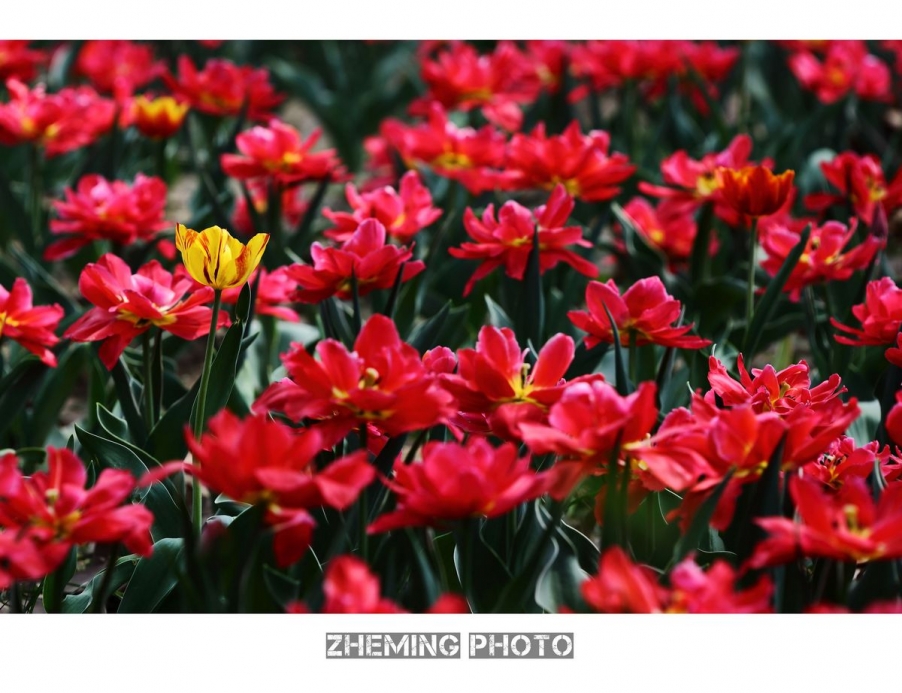 2013郁金香026.jpg