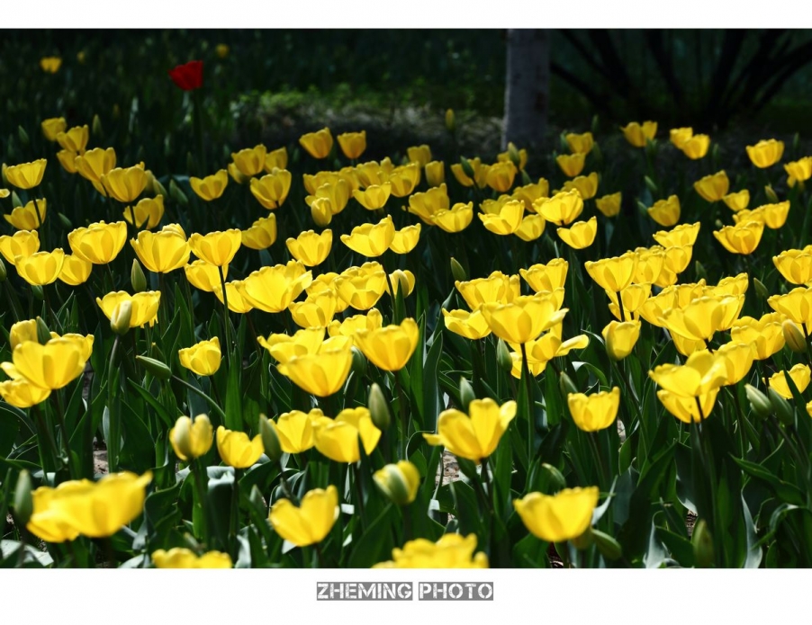 2013郁金香033.jpg