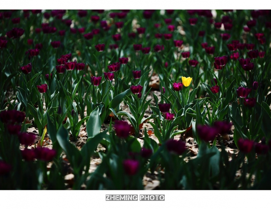 2013郁金香035.jpg