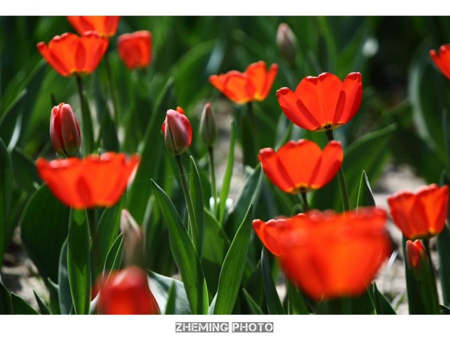 2013郁金香049.jpg