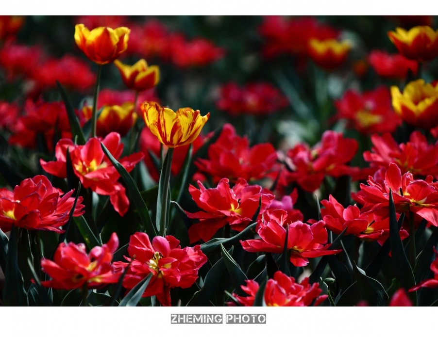2013郁金香055.jpg