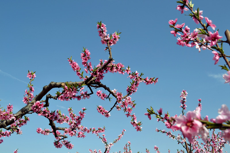 DSC_2306_副本.jpg