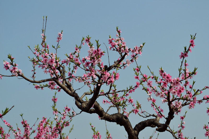 DSC_2268_副本.jpg