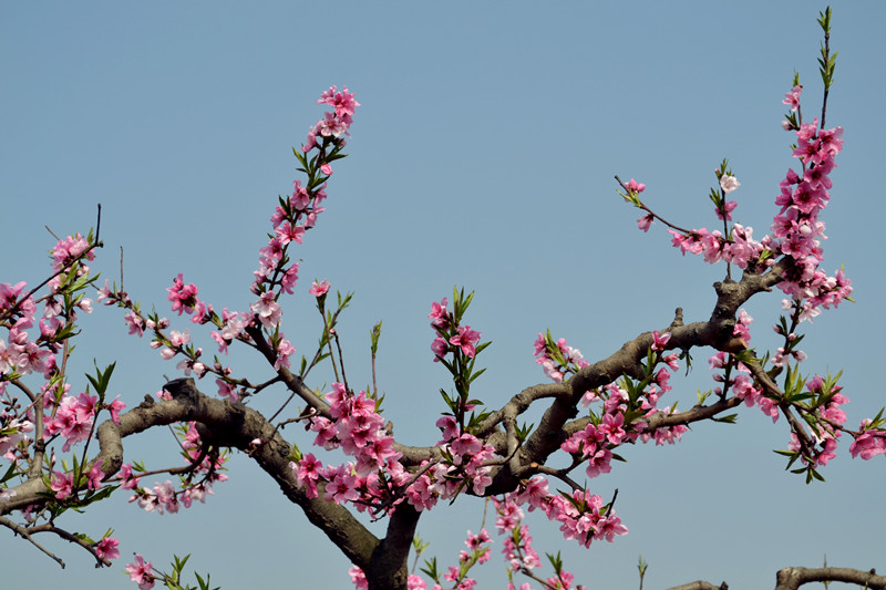 DSC_2269_副本.jpg